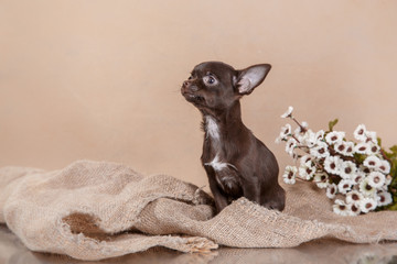 Chihuahua puppy