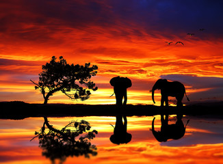 Plakat elefante en el lago
