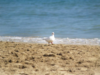 Paloma sobre la arena en la playa