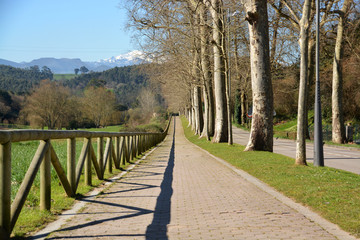 paseo bajo los arboles en primavera