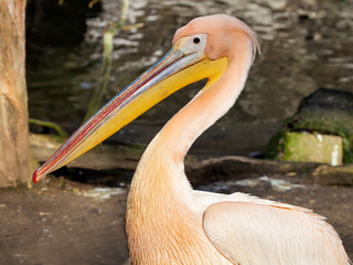 Pelecanus onocrotalus