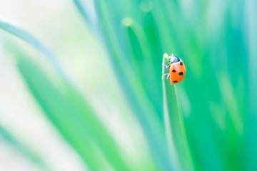 Ladybug at spring