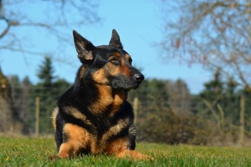 Deutscher Schäferhund liegend