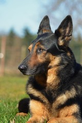 Deutscher Schäferhund Portrait