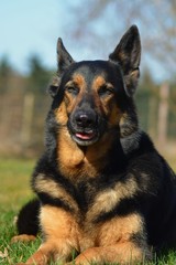 Deutscher Schäferhund Portrait