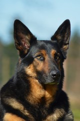 Deutscher Schäferhund Portrait