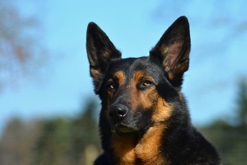 Deutscher Schäferhund Portrait