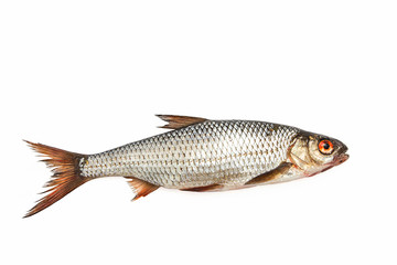 Obraz premium fresh roach