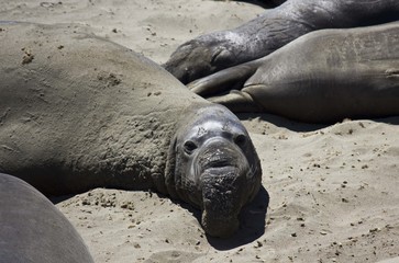 Sea Lion on the beach, close up
