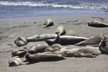 Group of sea Lions on the beach 