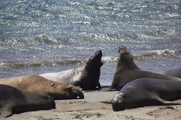 Sea Lions on the beach in California