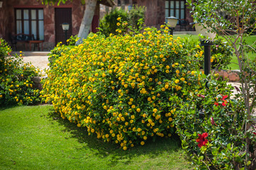 Beautiful bush with yellow flowers on the hotel