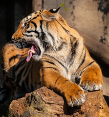 Sumatran tiger Panthera t.sumatrae