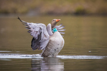 Greylag goose with collar © Sander Meertins