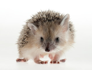 Photo hedgehog in studio.