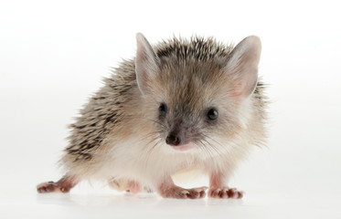 Photo hedgehog in studio.