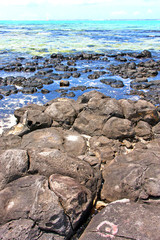 the zanzibar beach  seaweed in indian