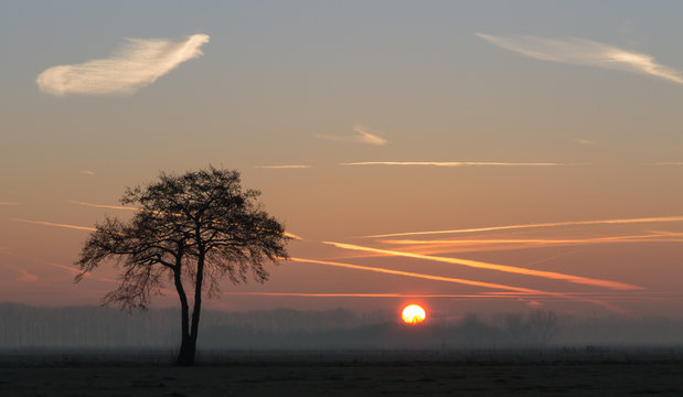 Zonsopkomst met solo boom.