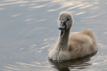 Küken eines Höckerschwan