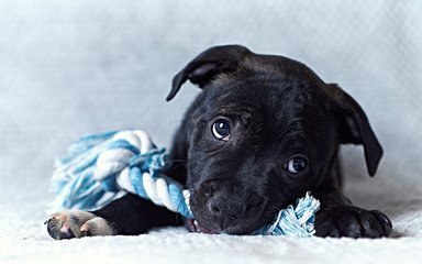 A Staffordshire Bull Terrier Puppy with a Toy