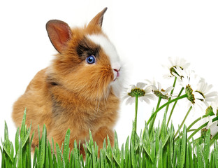 Fototapeta premium little baby rabbit sitting on a white background