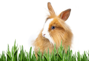 little baby rabbit sitting on a white background