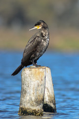 cormorano (Phalacrocorax carbo)