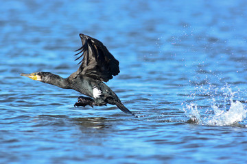 cormorano (Phalacrocorax carbo)
