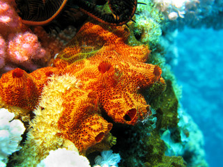 coral reef with great orange sponge- underwater
