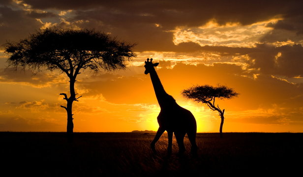 Giraffe at sunset in the savannah. Kenya. Masai Mara National Park. Africa.
