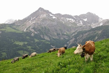 Fototapeta na wymiar Grazing cows on a mountain meadow near Gstaad
