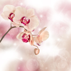 Orchids on neutral background