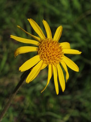 Arnica montana, rare wildflower