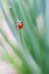 Ladybug at spring