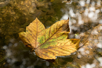 Ahornblatt auf dem Wasser