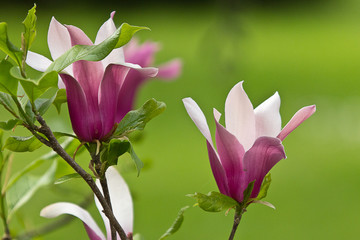 Fiore di Magnolia