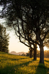 Baumzeile in der Abenddämmerung