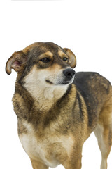 Image of friendly dog, isolated on white