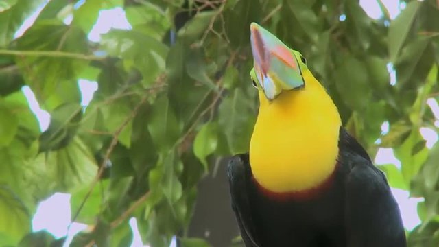 A Toucan perched on a branch looks around.