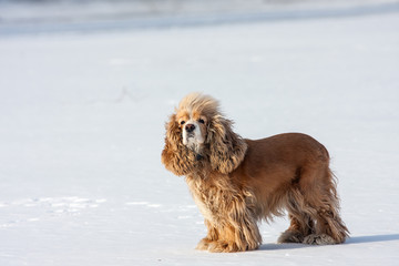 cocker spanie