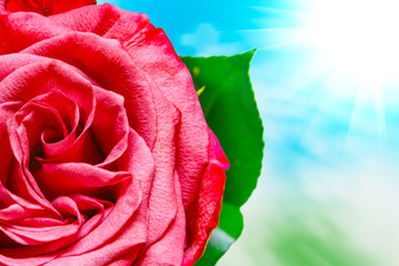 Fototapeta na wymiar rose flower