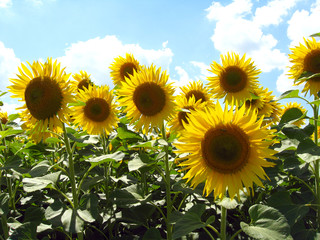 Obraz premium beautiful sunflowers
