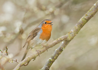 robin