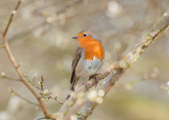 robin