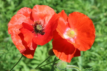 beautiful flowers of red poppy
