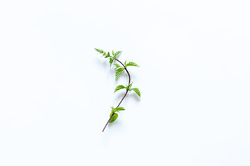 fresh mint