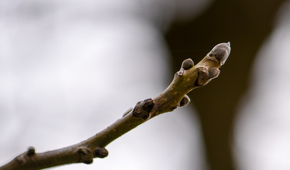 Knospe