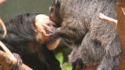 Two Pale-faced Saki Monkeys Grooming males are black with white faces