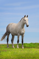 Obraz na płótnie Canvas Grey horse stand