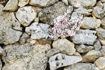 flowers on a stone wall
